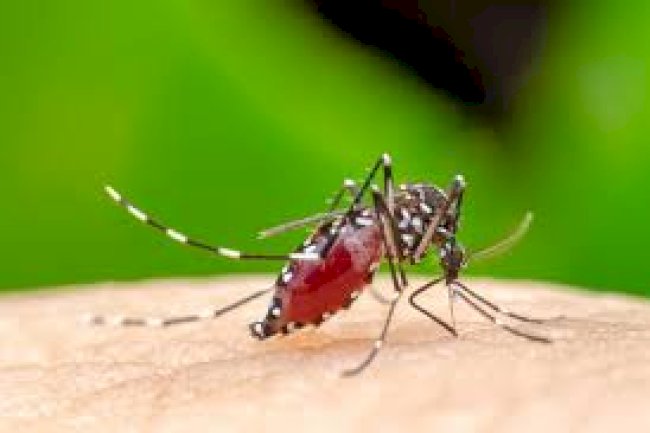 Gejala Dan Pencegahan Chikungunya