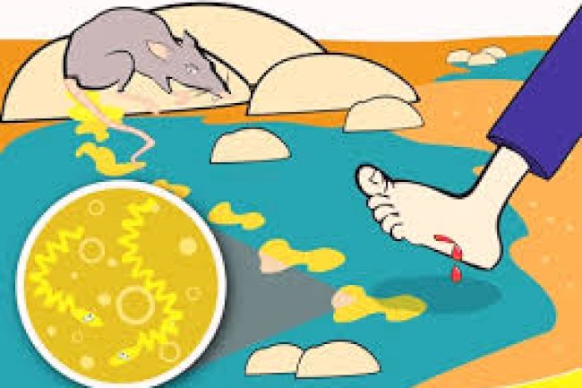 Waspada Leptospirosis: Cara Mudah Melindungi Diri dari “Penyakit Kencing Tikus”