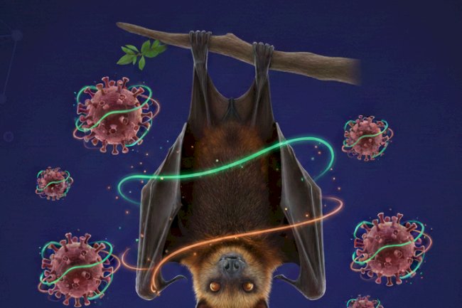 Mengenal Virus Nipah Dan Gejalanya