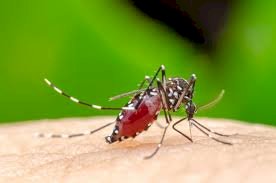 Gejala Dan Pencegahan Chikungunya