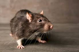 Hujan, Tikus, dan Leptospirosis