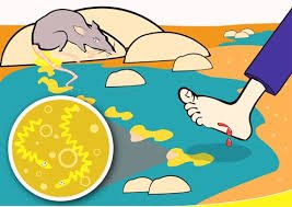 Waspada Leptospirosis: Cara Mudah Melindungi Diri dari “Penyakit Kencing Tikus”